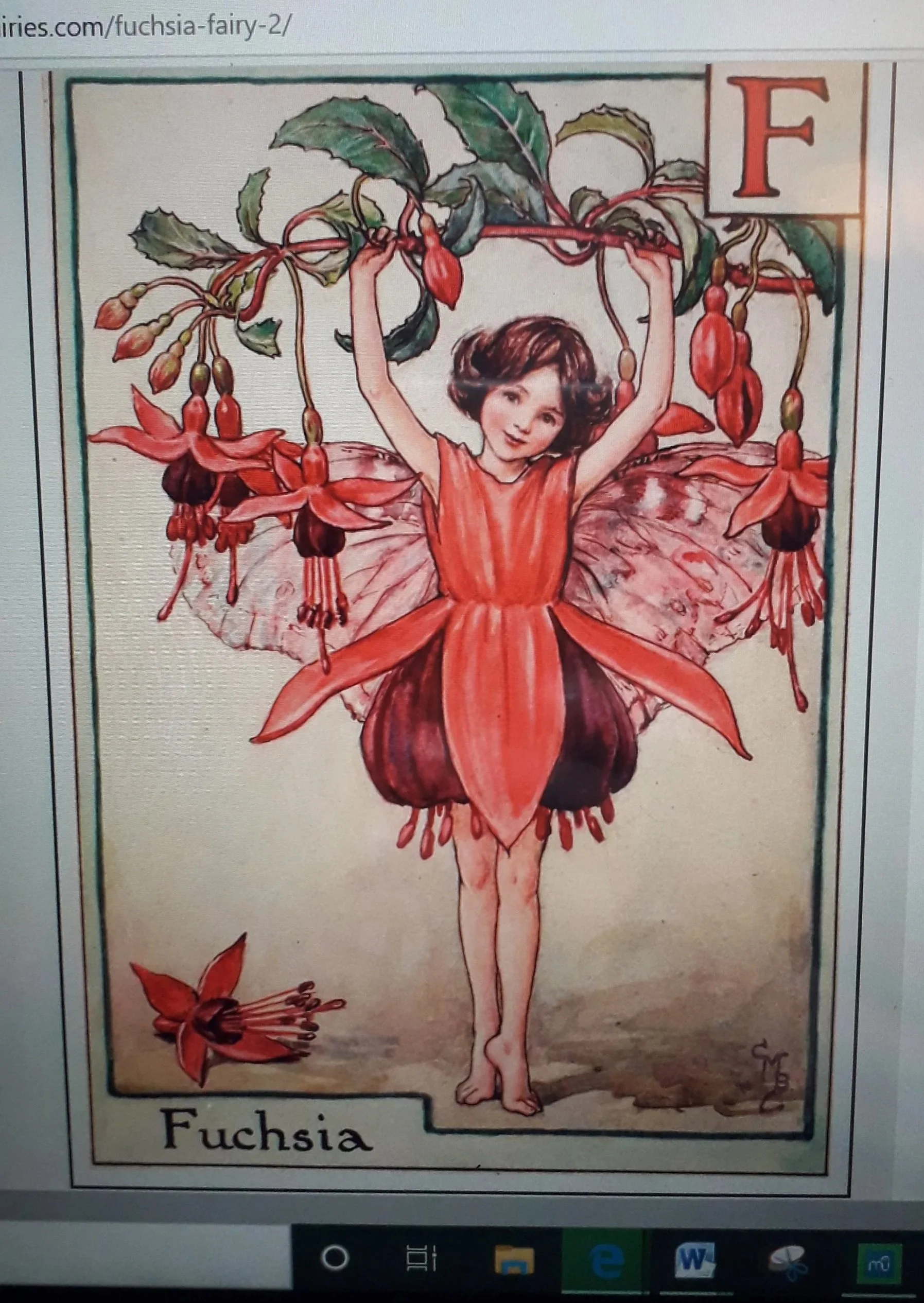 A photograph of Cicely Mary Barker's Fuchsia Flower Fairy illustration on a computer screen