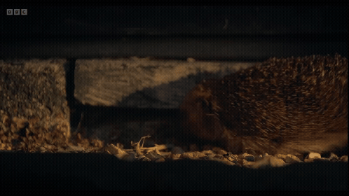 Animated GIF in which a mother hedgehog walks past followed by three baby hedgehogs, then a fourth two seconds later