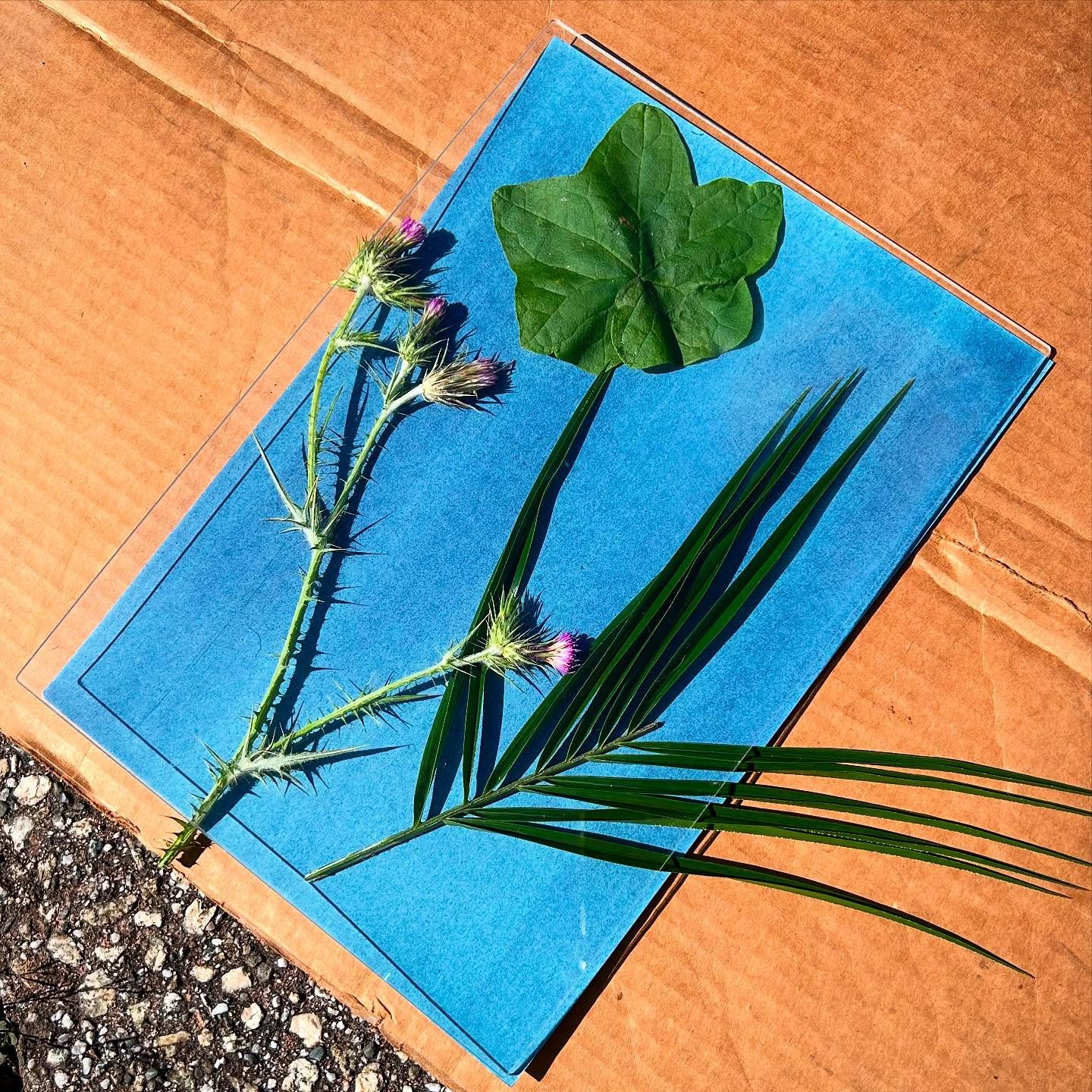 🌿We had a great couple of last weeks of the &lsquo;En Plein Air&rsquo; painting session. Students painted from the #Seascape bluffs and beach and collected plant specimens to create some beautiful #cyanotypes this afternoon.
&bull;
📣 We&rsquo;ve st