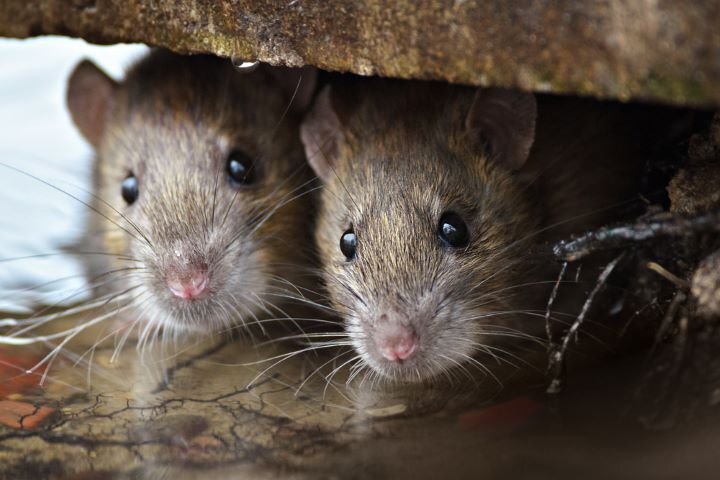 Eliminating Mice in Your Garage: Tips from the Experts — Mother