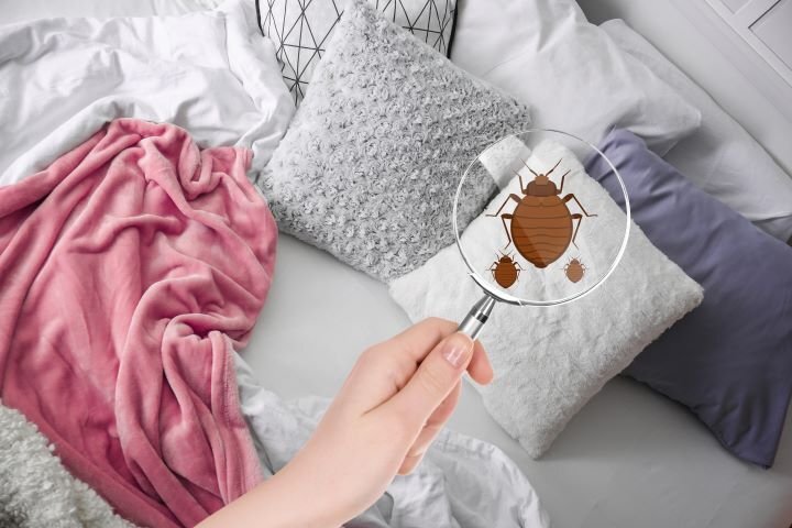 Why Do Bed Bugs Leave Blood Stains on Bedding Mother Nature s Pest Lawn