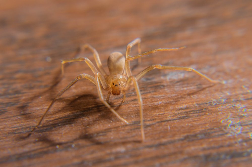 What Do Brown Recluse Spiders Eat?