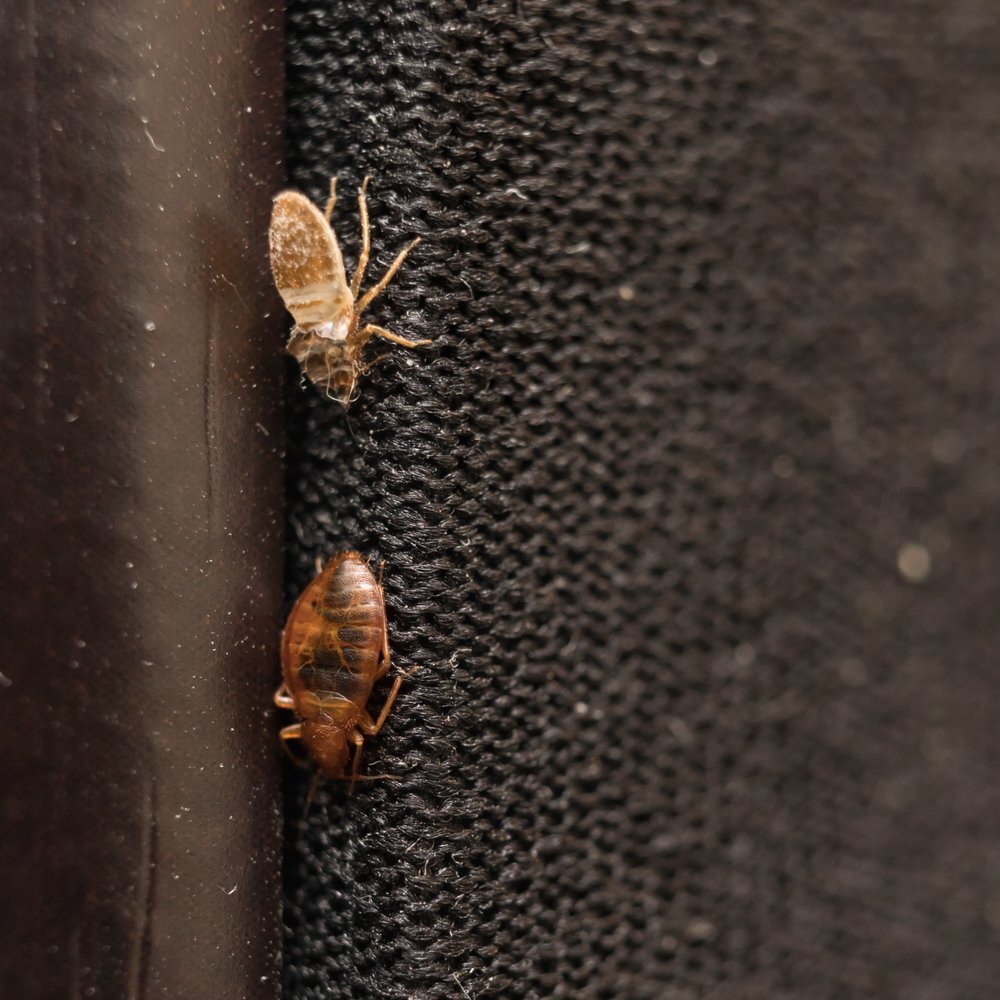 Affordable Bed Bug Treatment Chicago