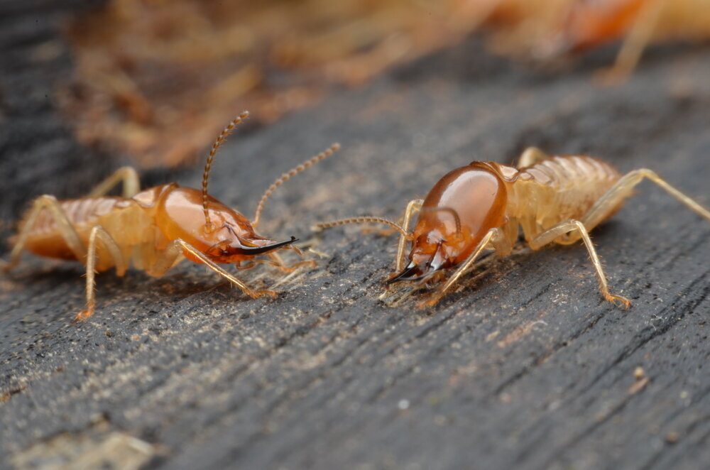 Termite, Rodent & Pest Control - Safer Home Services