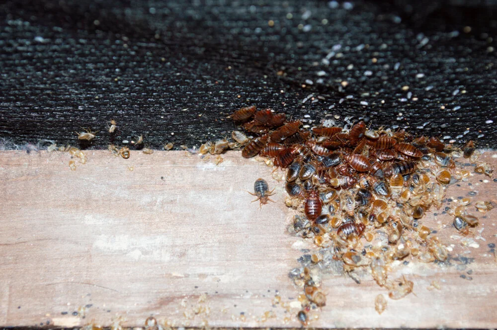 Demolishing Bed Bugs’ Colonies the Right Way — Mother Nature's Pest & Lawn