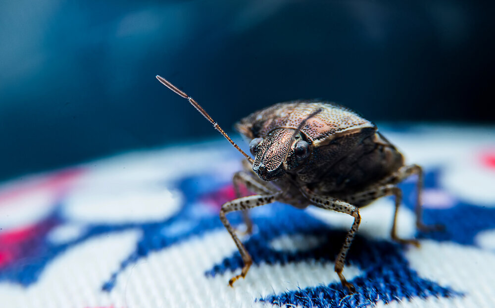 Type of Pests to Invade Your House during fall — Mother Nature's