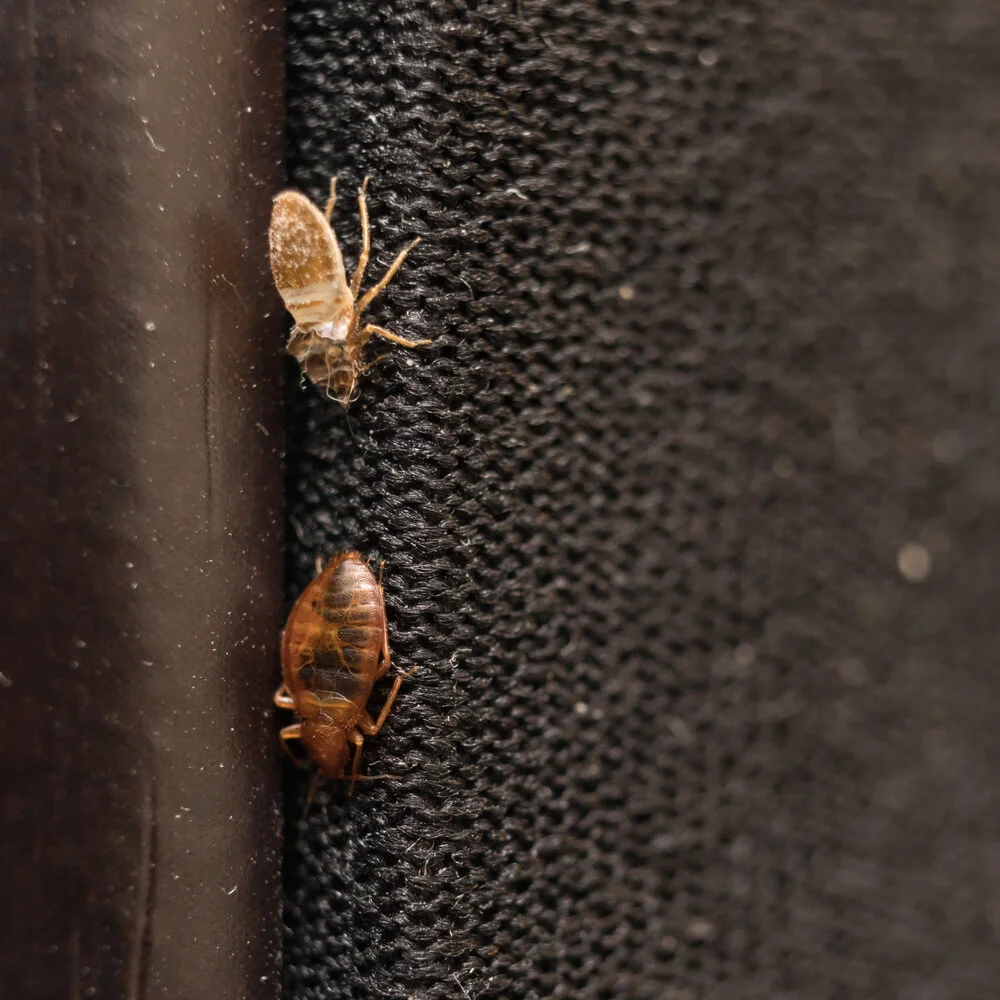 How Much Time Bed Bugs Take to Go Away? — Mother Nature's Pest & Lawn