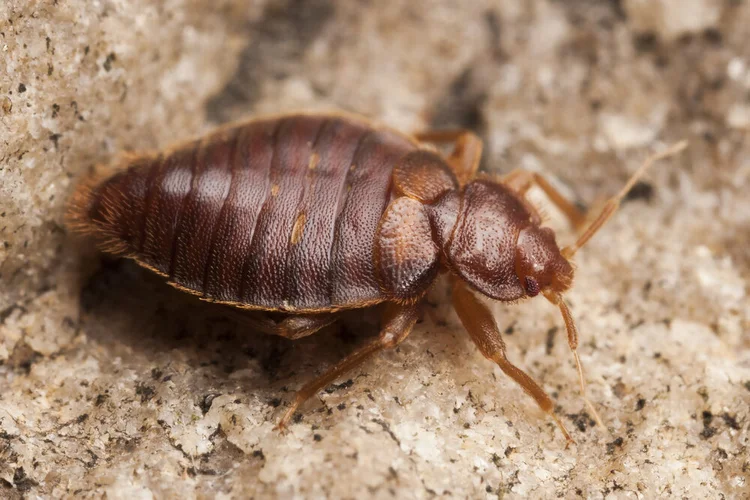 Ways to Identify Bed Bugs Residing in Your House — Mother Nature's Pest