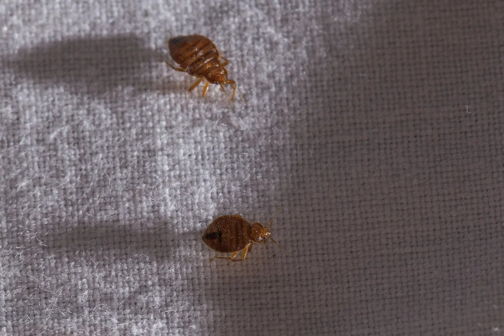 How Bed Bugs Spread? — Mother Nature's Pest & Lawn