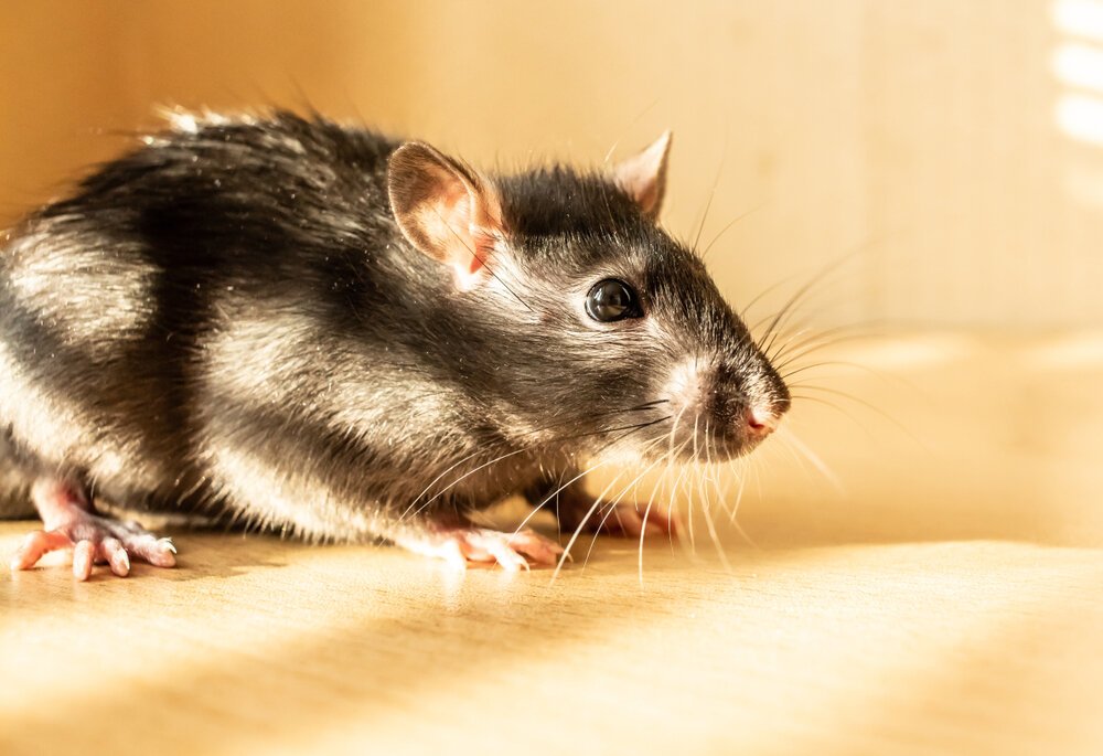 Mice and Pest Control- How to Keep Mice Away? — Mother Nature's Pest & Lawn