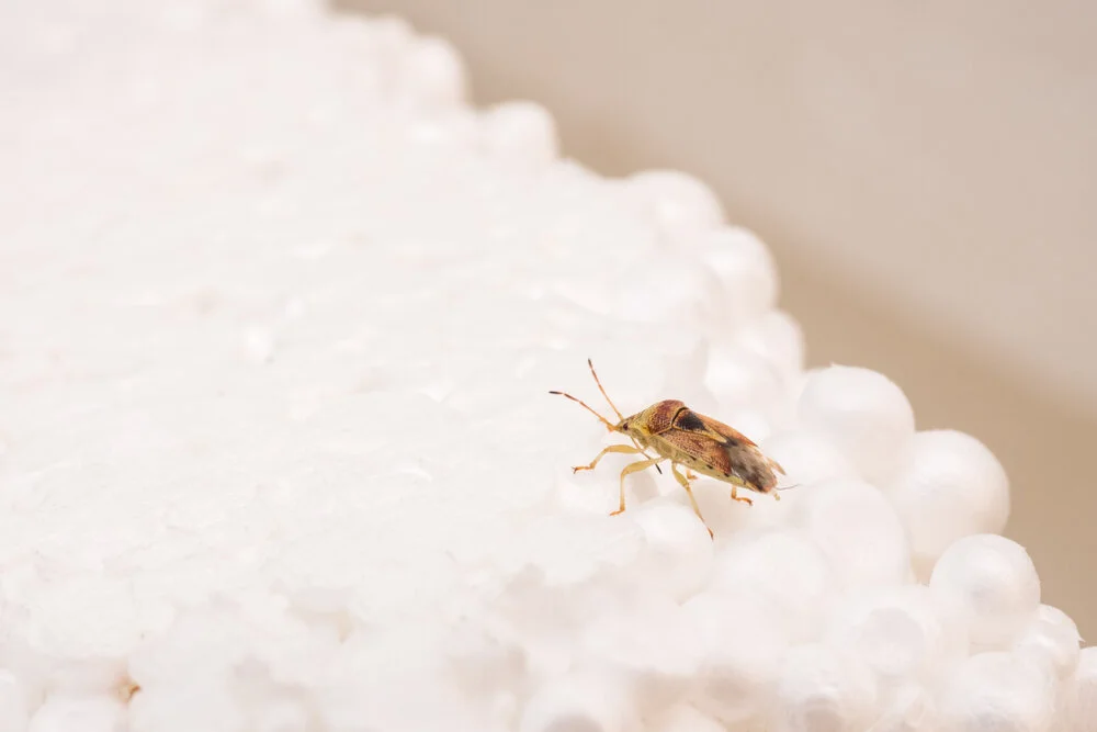 How Fast Bed Bugs Move? — Mother Nature's Pest & Lawn