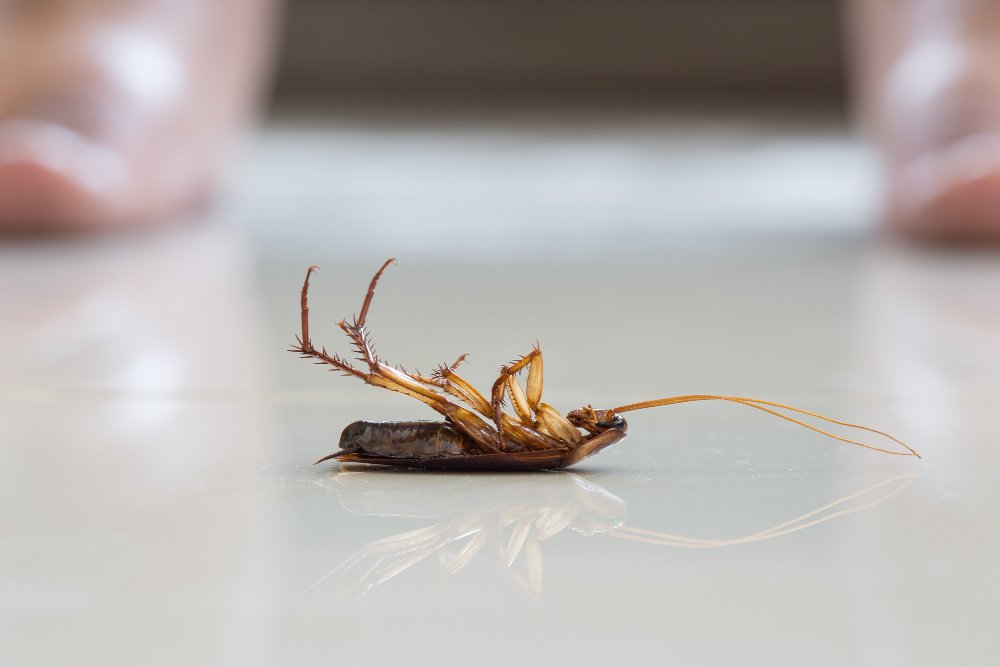 exterminator okc