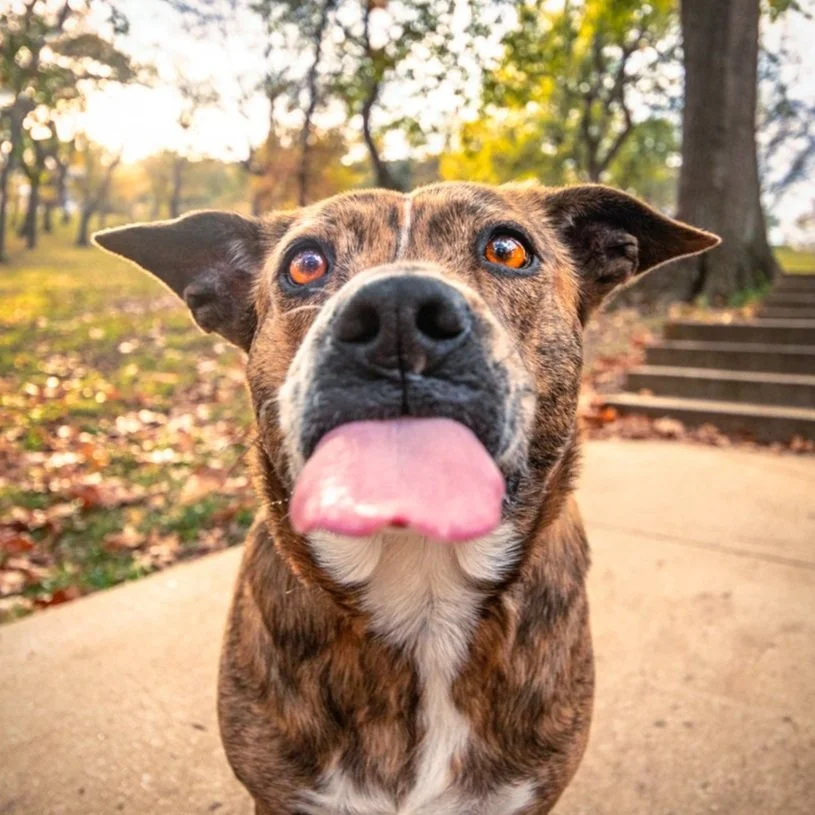 Professional pet portrait of Pit Bull Mix named Madlin taken by Bigfoot Pet Photography in Marvin Grove on KU campus Lawrence Kansas.