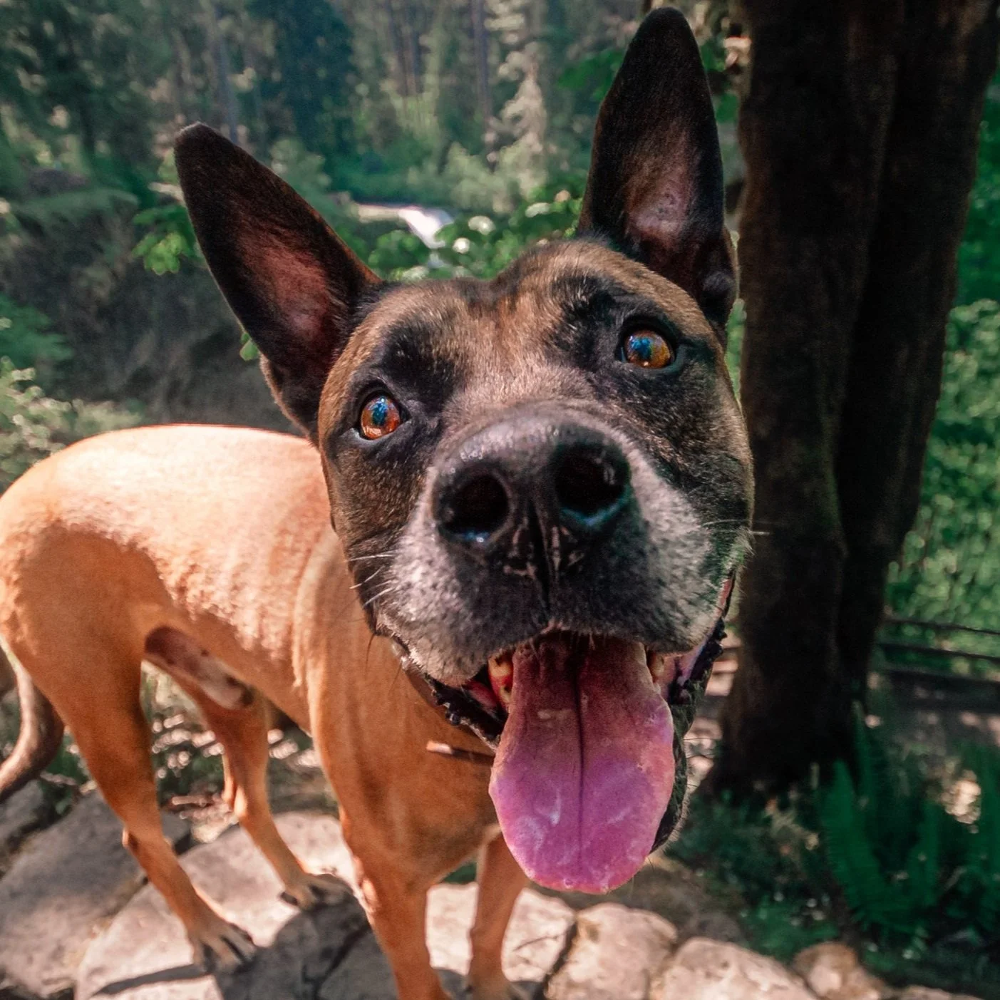 Professional pet portrait of Belgian Malinois American Bulldog Mix named Grog taken by Bigfoot Pet Photography in Silver Falls Oregon.