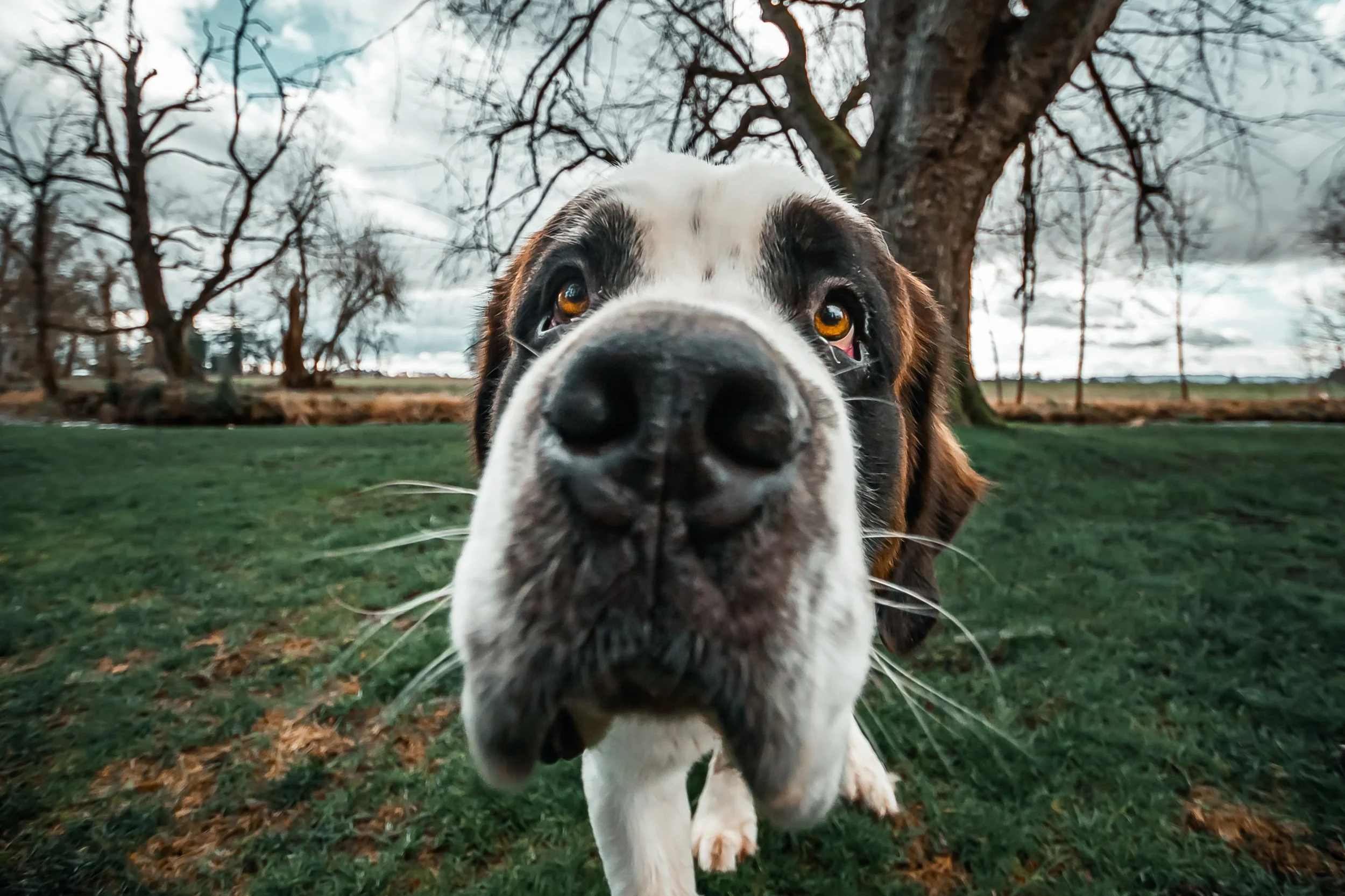 Professional pet portrait of Saint Bernard named Dobbs taken by Bigfoot Pet Photography in Stayton Oregon.