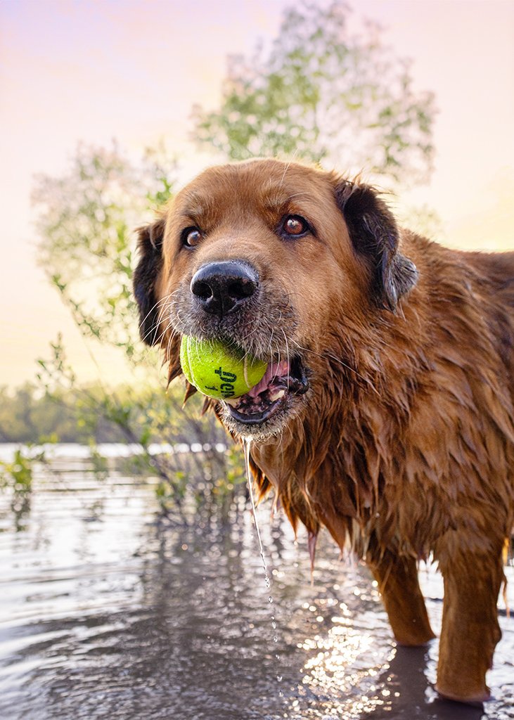 Bigfoot_Albus Dumbledog-375-2 copy.jpg