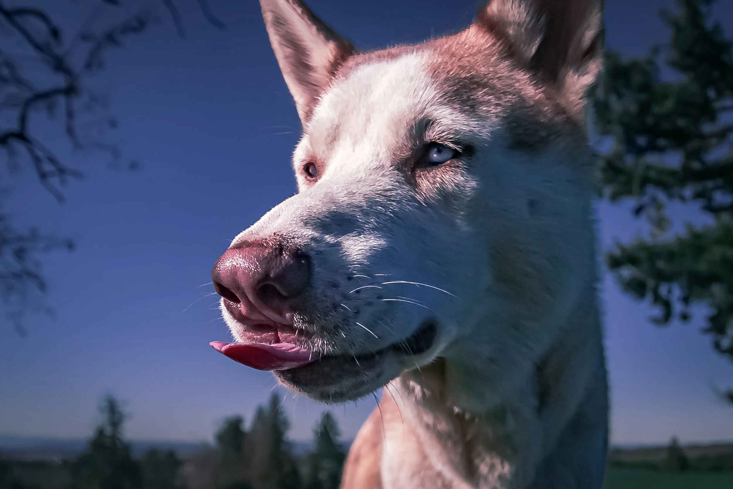 Professional pet portrait of Husky named Kodi taken by Bigfoot Pet Photography in Silverton Oregon.