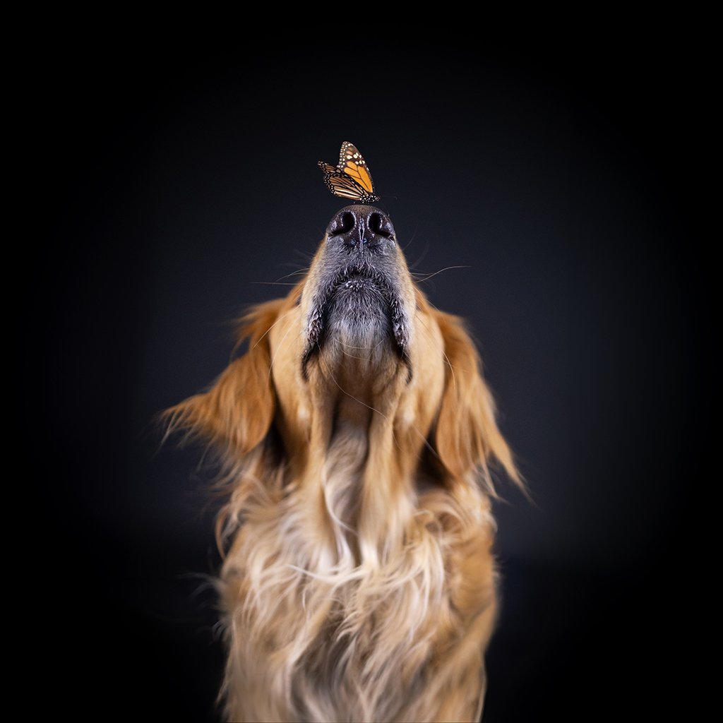 Boba Butterfly 24x24 GWC copy.jpg