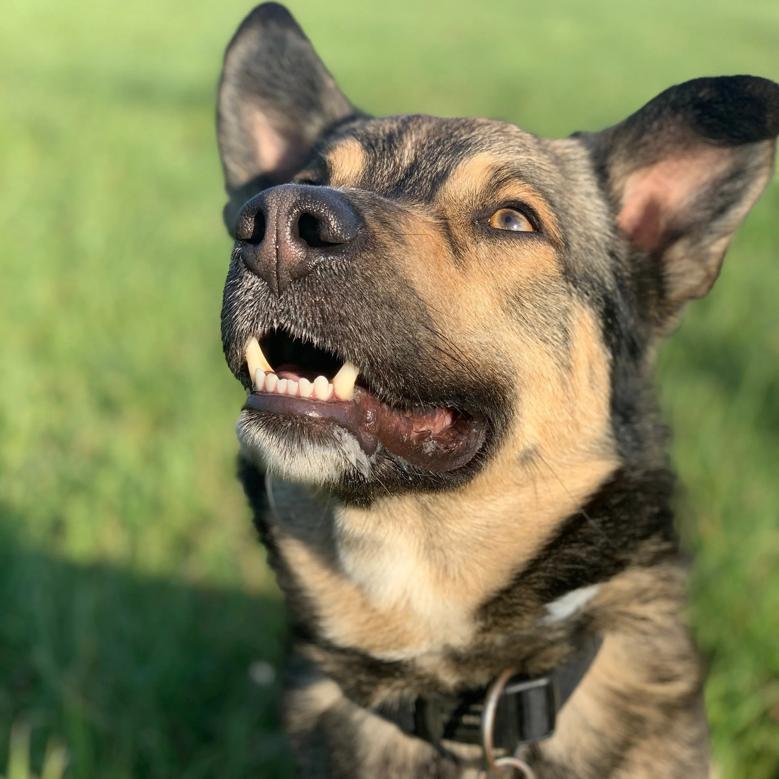 Schäferhund-Mix lernt Sitz zu machen.