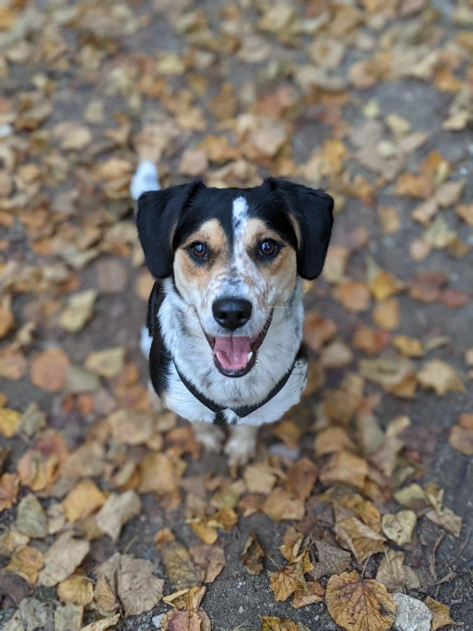 Trikolore-Hund beim Training im Herbst