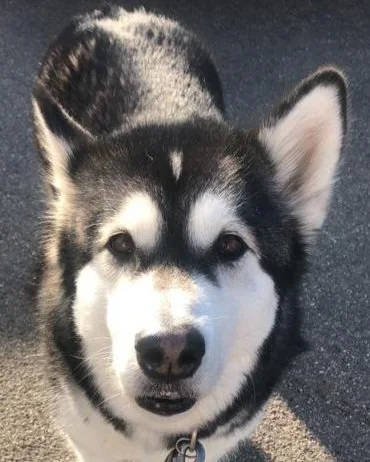 Alaskan Malamute beim Stadttraining in Freiburg