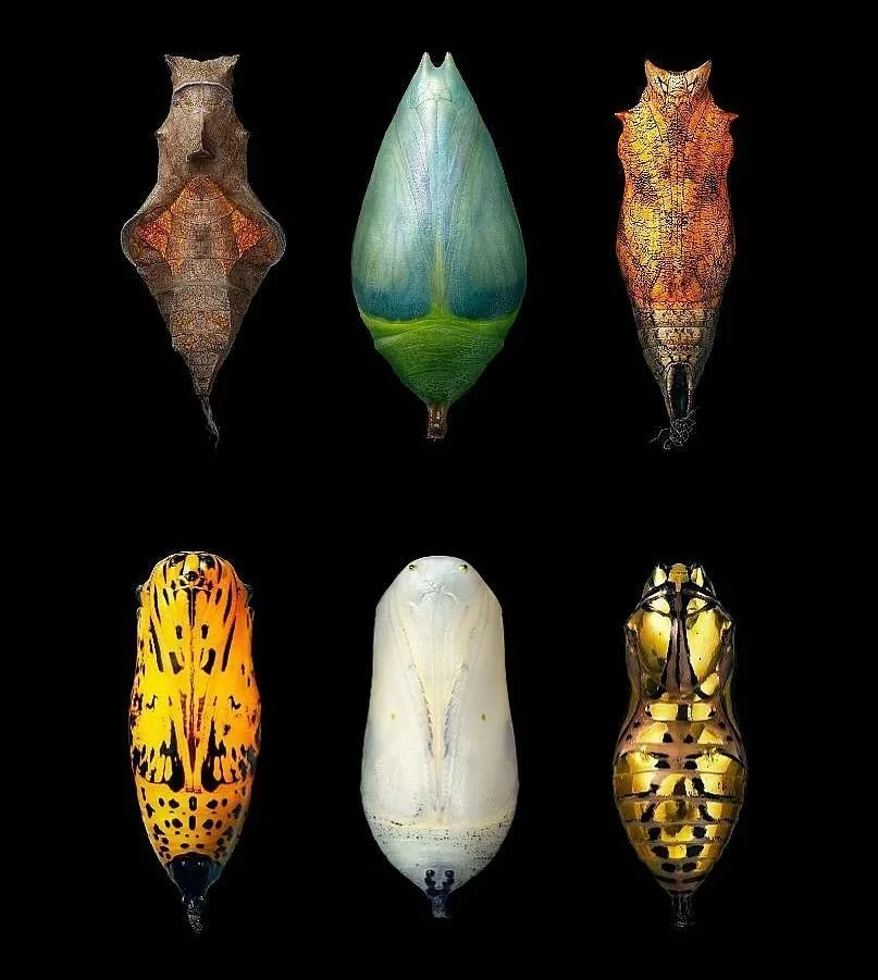 contemplating scorpio season, transformation, metaphorical death and rebirth, shedding of skins, what does it mean to let go, and will evolving ever feel comfortable?

***

advice from a caterpillar :: amy gerstler

Chew your way into a new world.
Mu