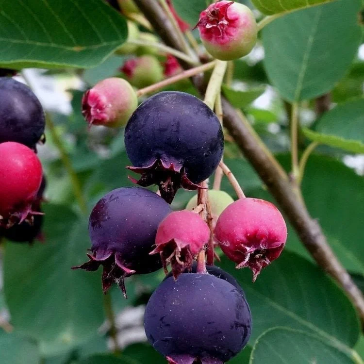 Sidewalk Study: BERRY ECONOMICS