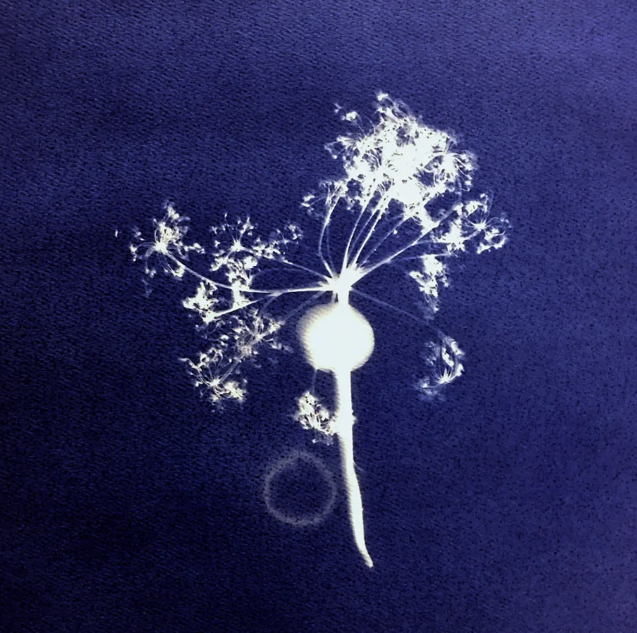 Lecture &amp; workshop | Atomic Politics and Cyanotypes with elin o’Hara slavick