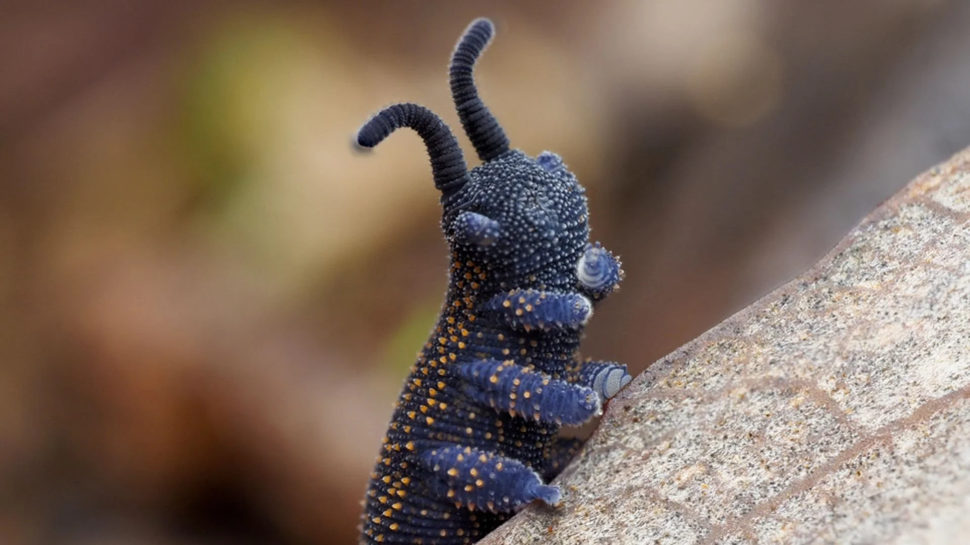 Velvet Worms