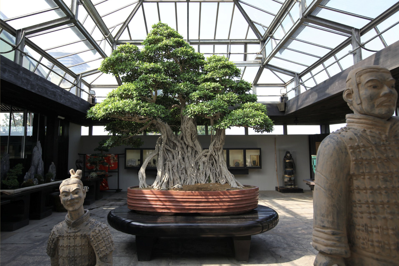 The 1,000 Year Old Ficus retusa linn Bonsai Tree