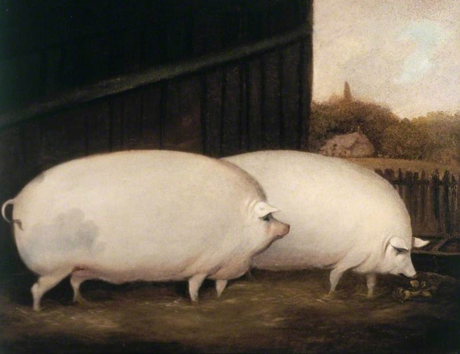 A Pair of Pigs