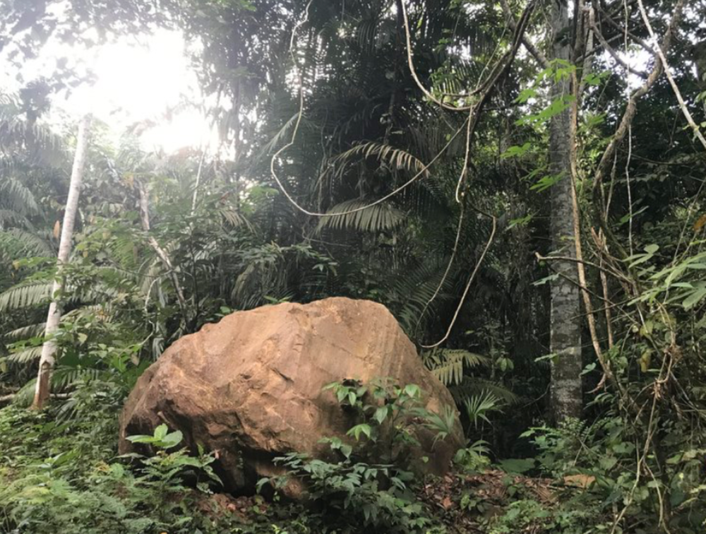 Three Modes of Attention— Plants, Rocks, and Smoke
