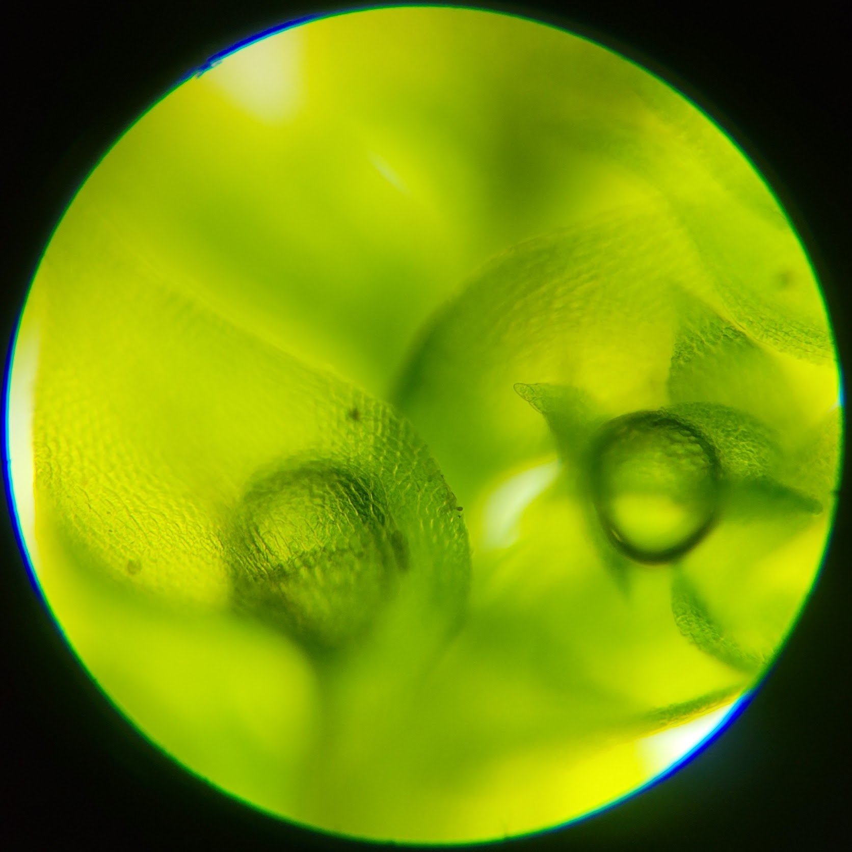 SELECTED_Microscope.jpg