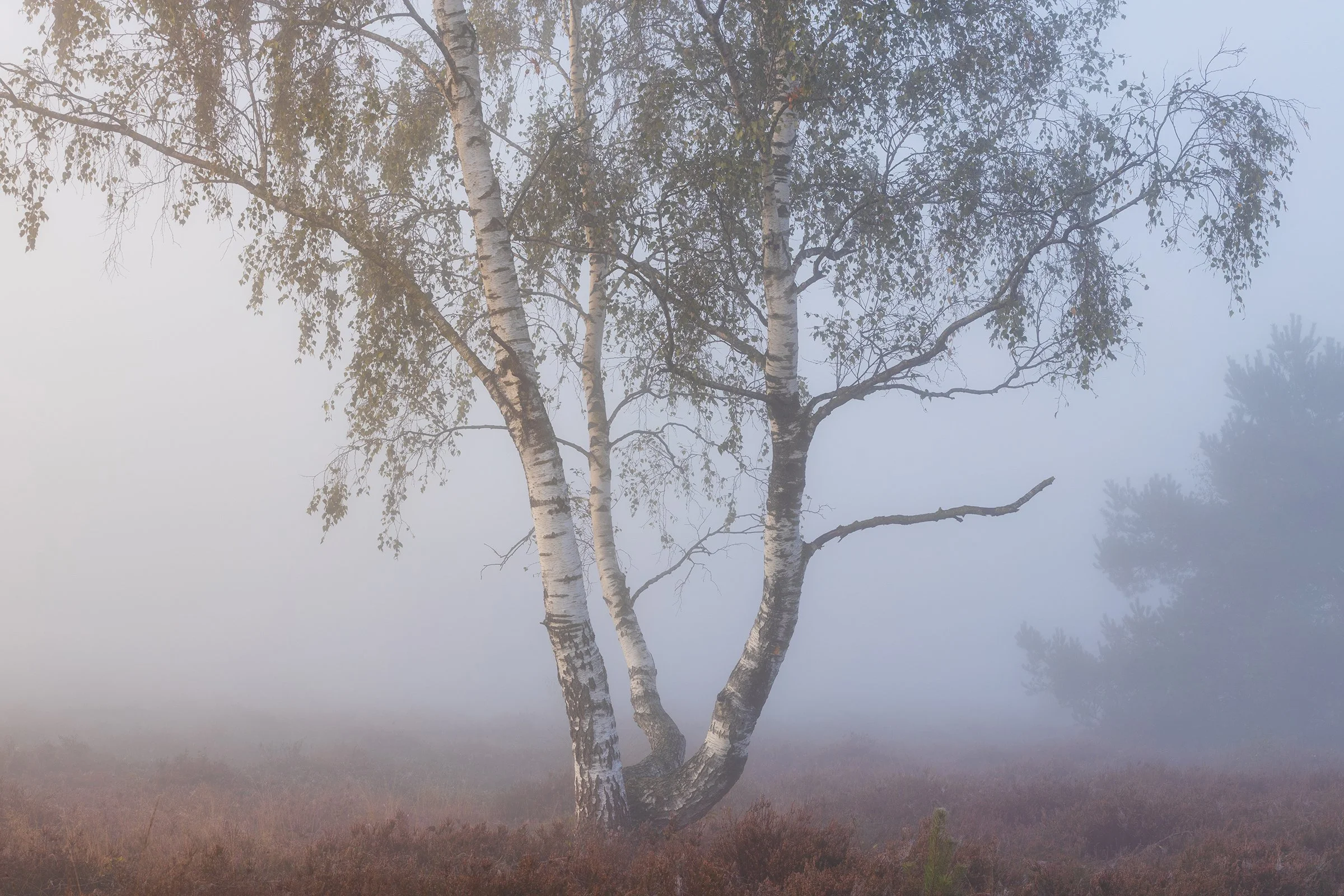 _MG_9418 Birch in fog web.jpg