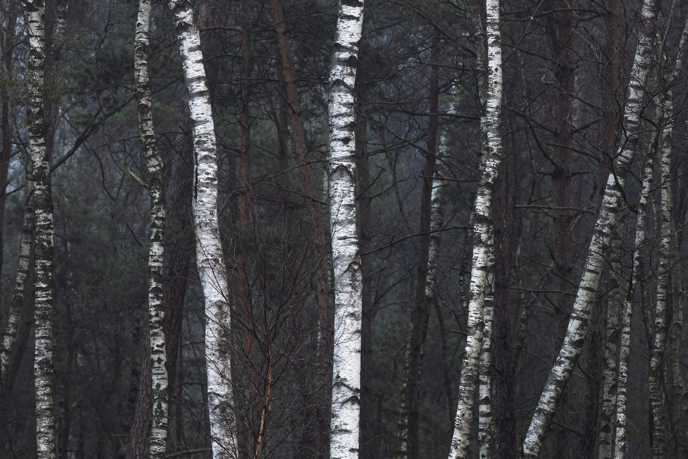 _MG_8196 berkenstammen muted tones small.jpg