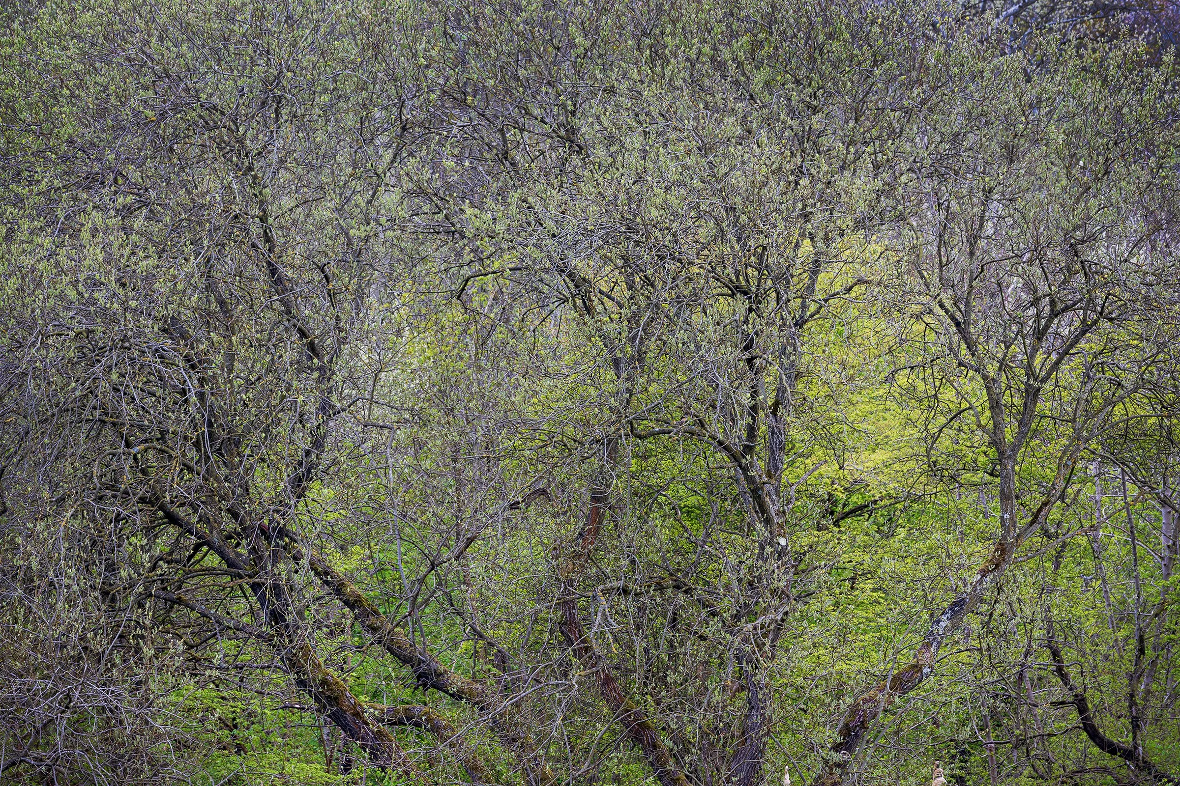 _MG_8519-Abstract branches web.jpg