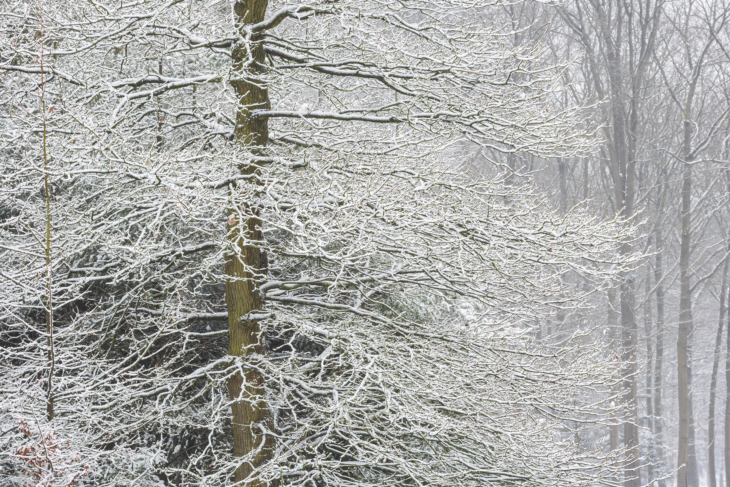 _MG_8163 Tree close up small.jpg