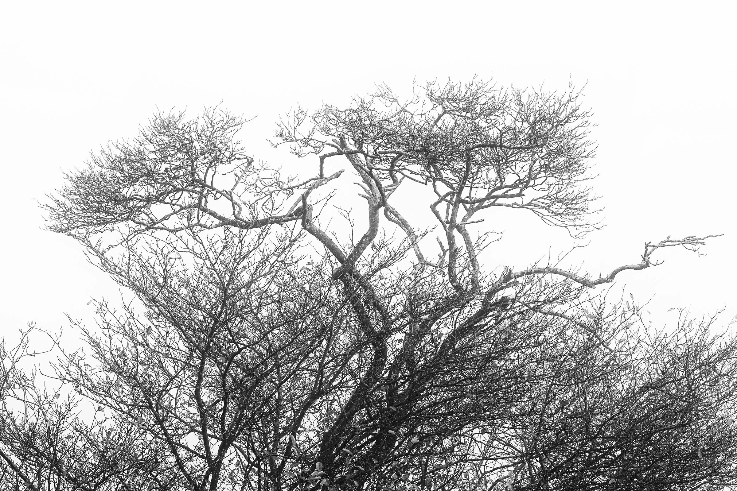 _MG_9492-bewerkt Tree top BW web.jpg