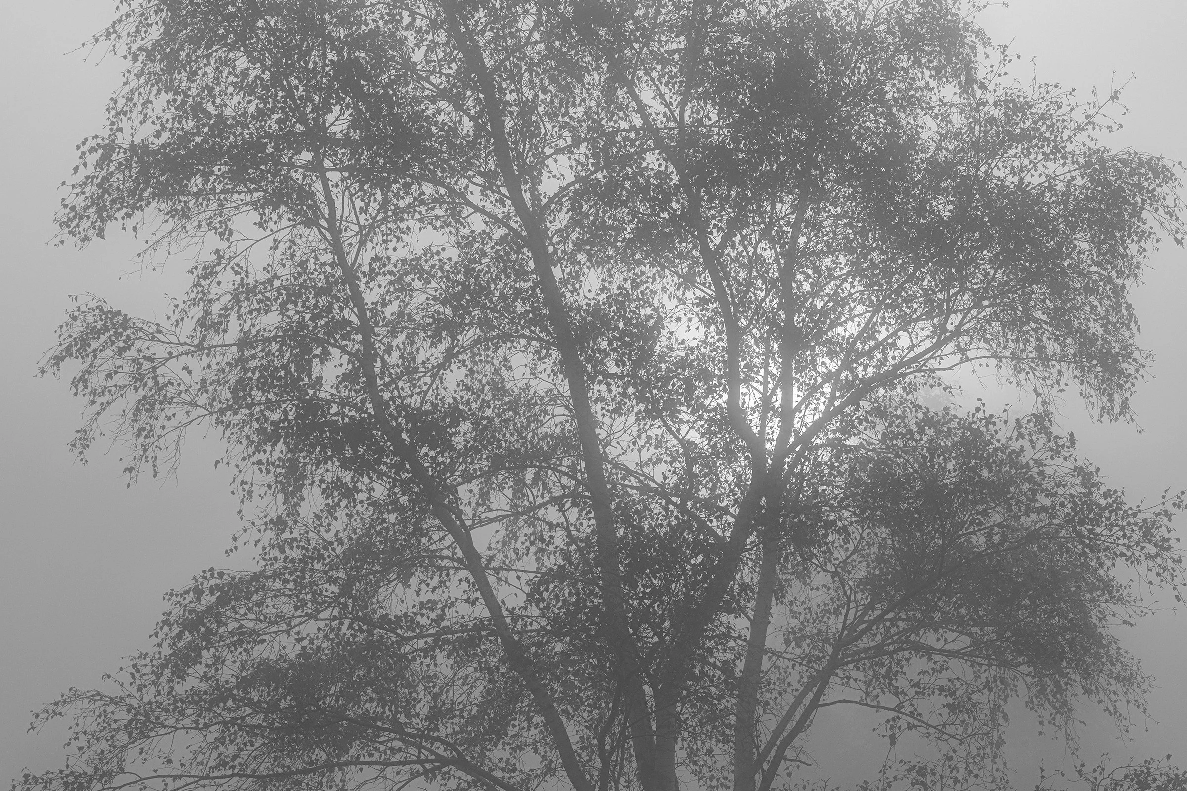 _MG_9417- tree silhouette bw web.jpg