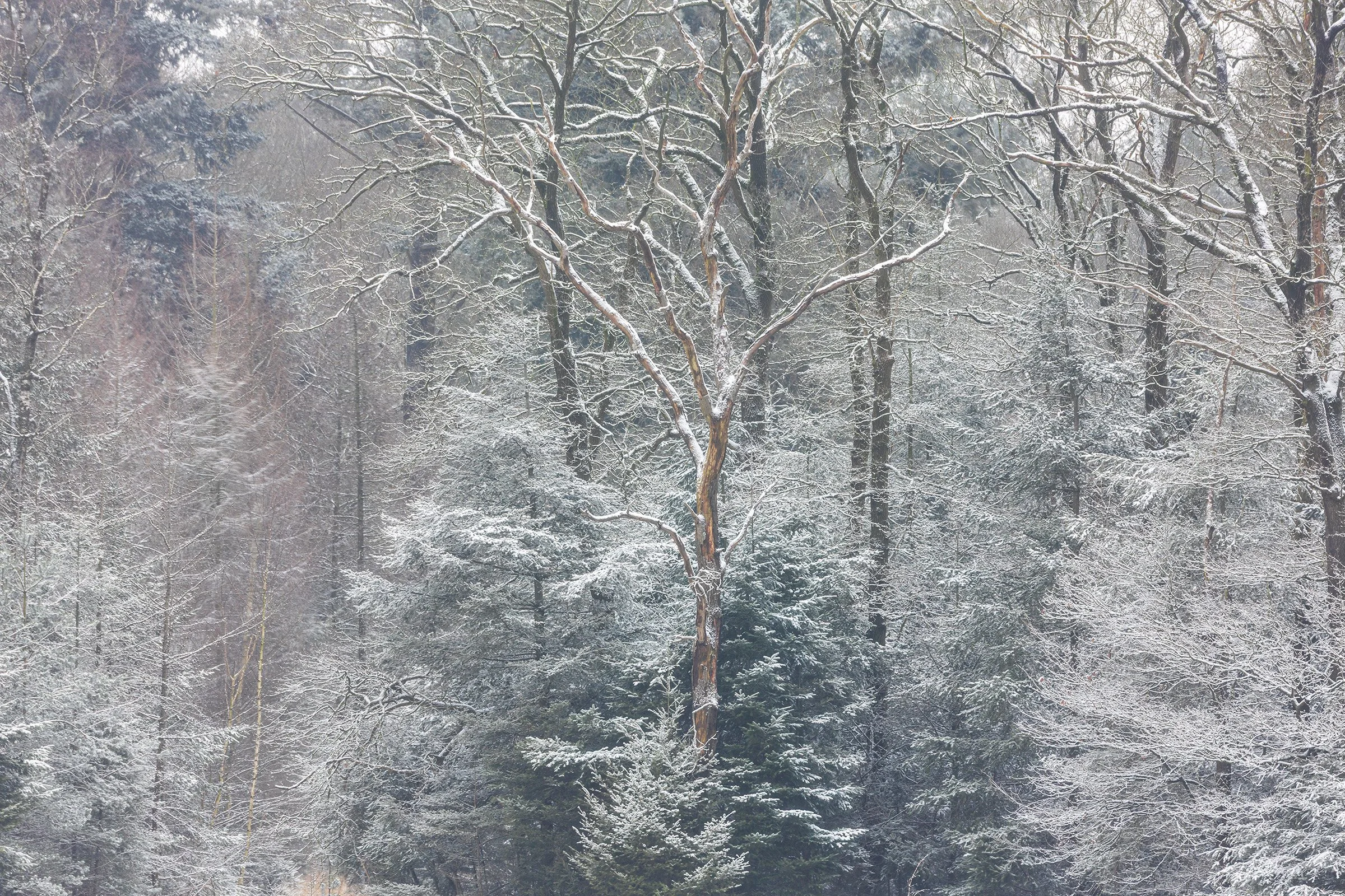 _MG_8155-bewerkt Dead center small.jpg