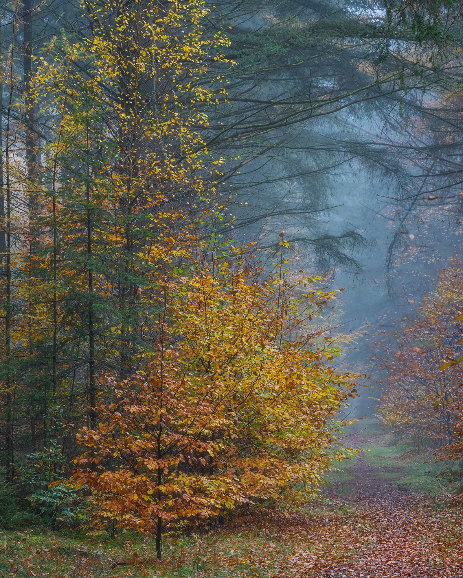 _MG_9673- Colours beside the path 4-5 web.jpg