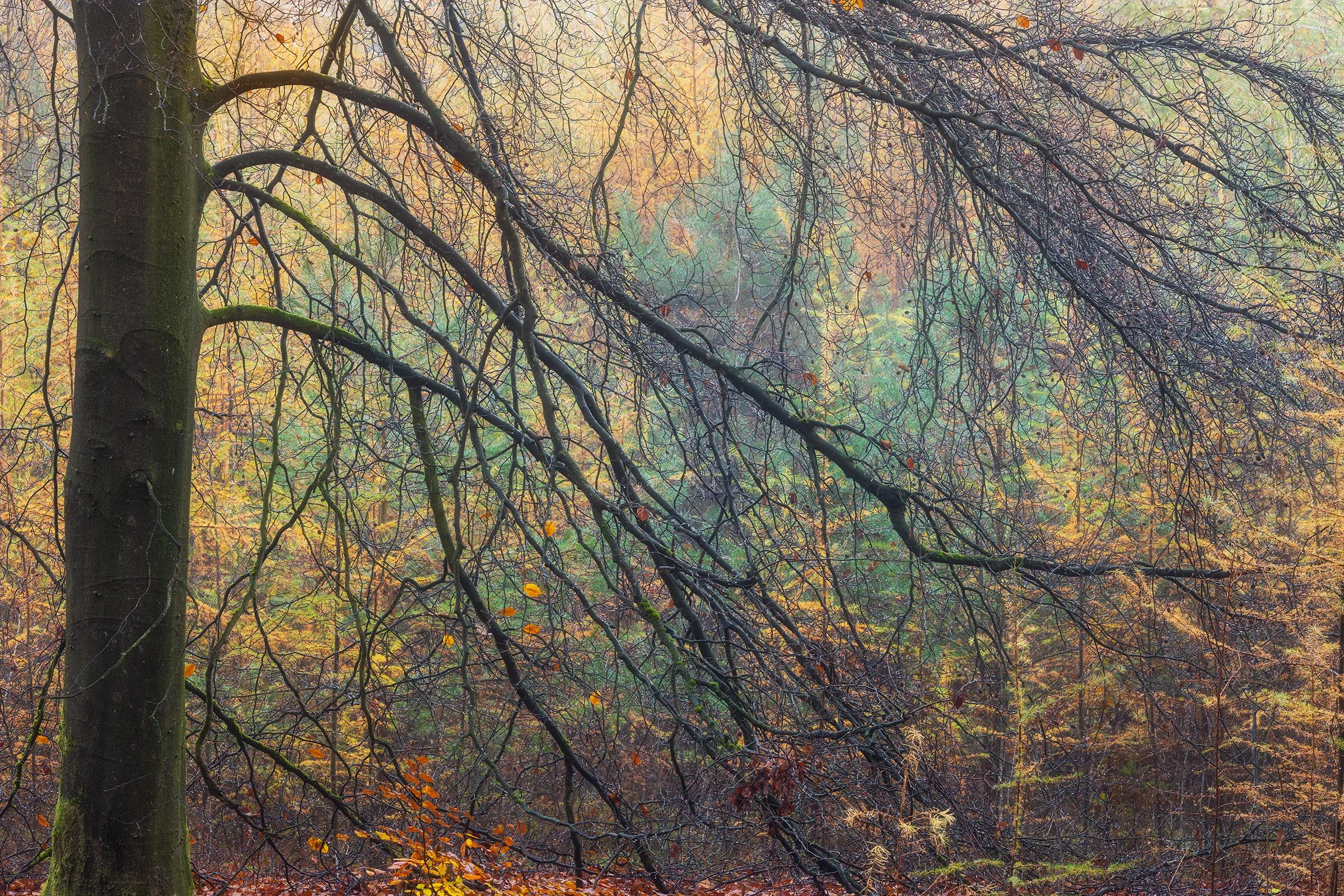 _MG_9677- Hanging branches web.jpg