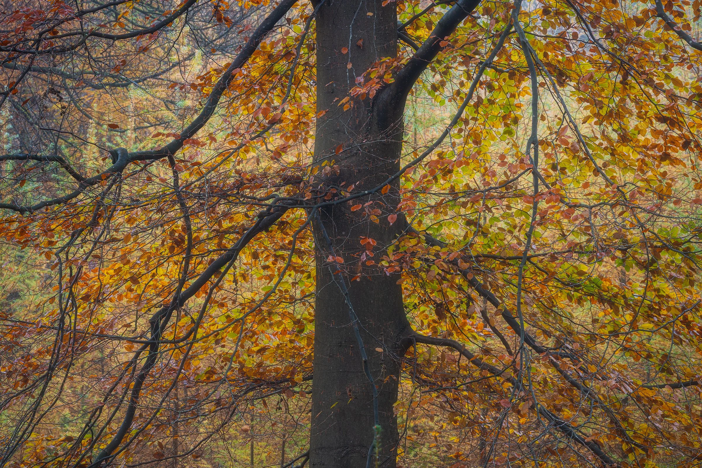 _MG_9707- Beuk kleur web.jpg