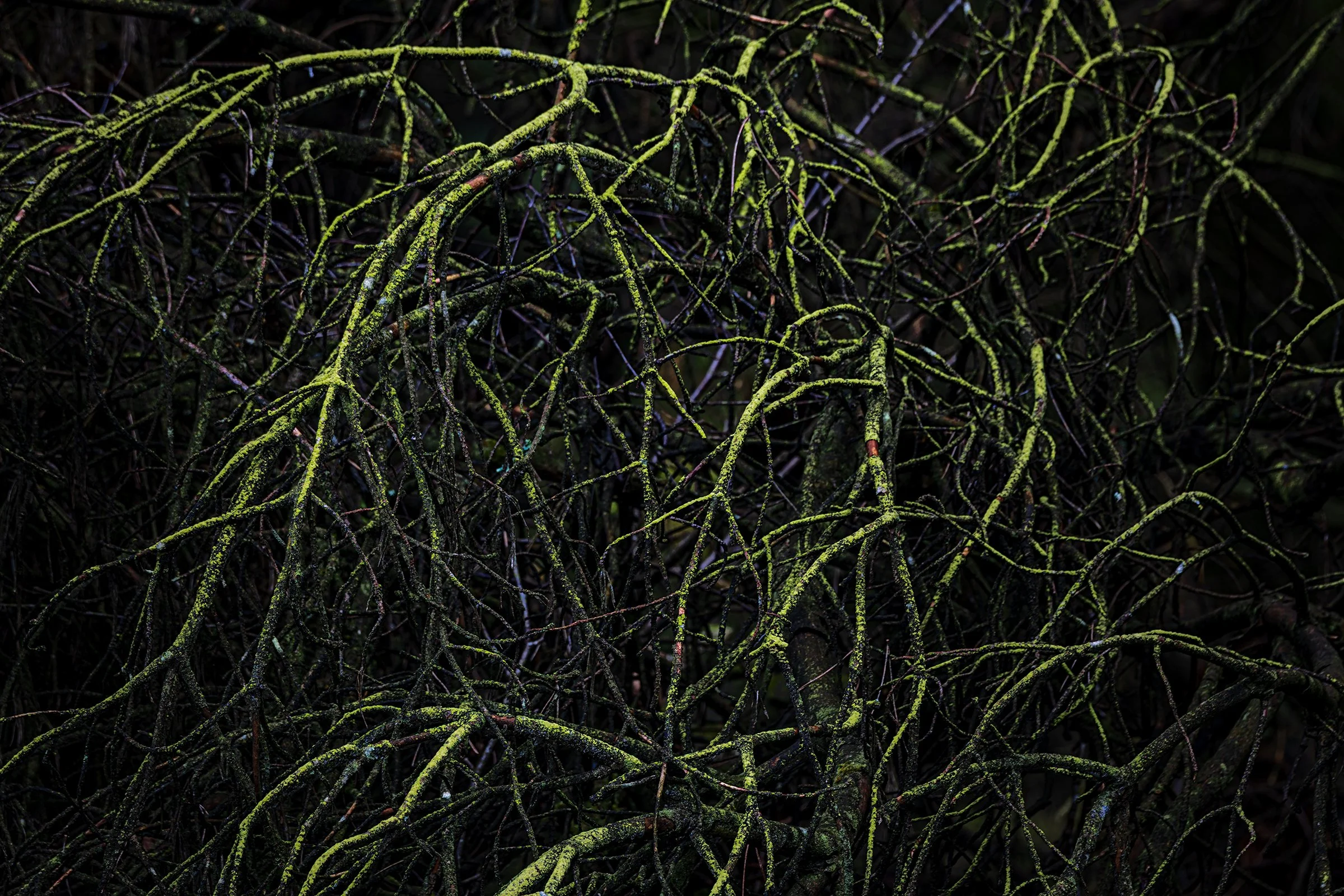 _MG_8289-Neon branches small.jpg