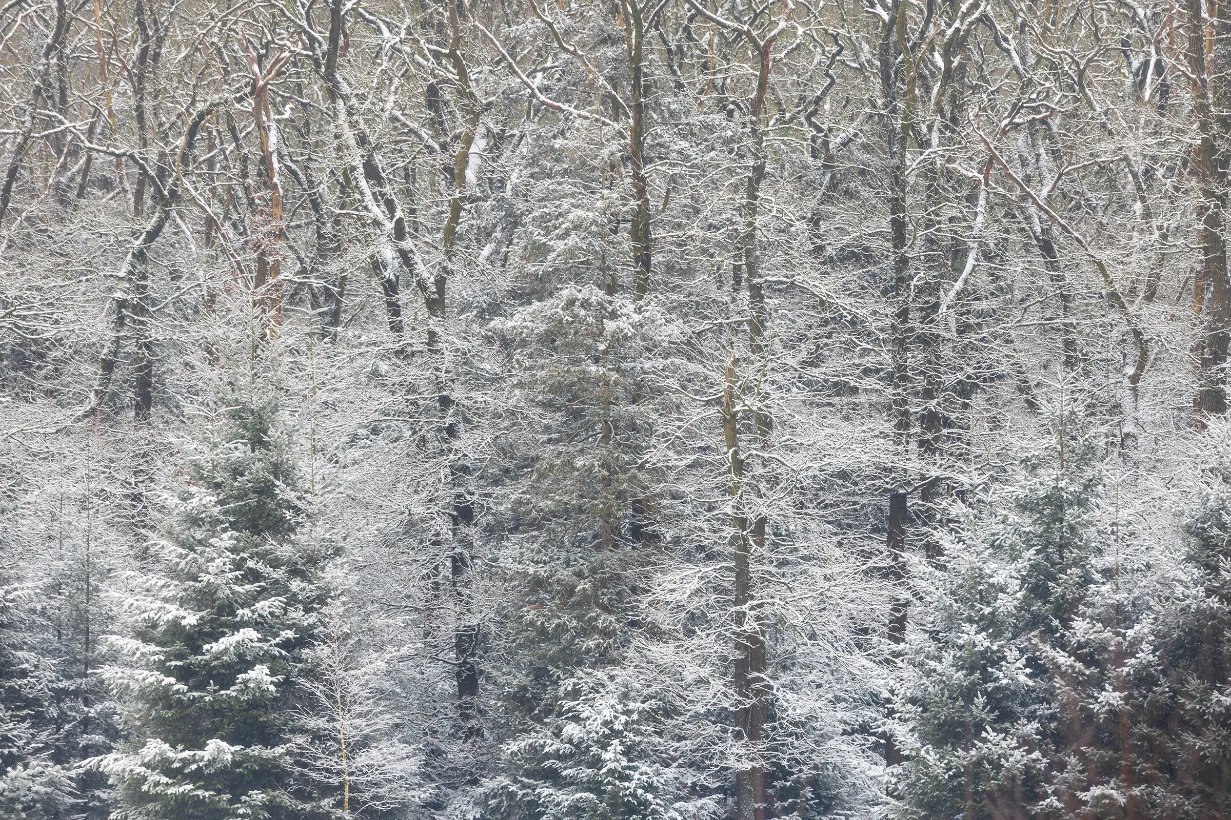 _MG_8153 Snowy treeline small.jpg