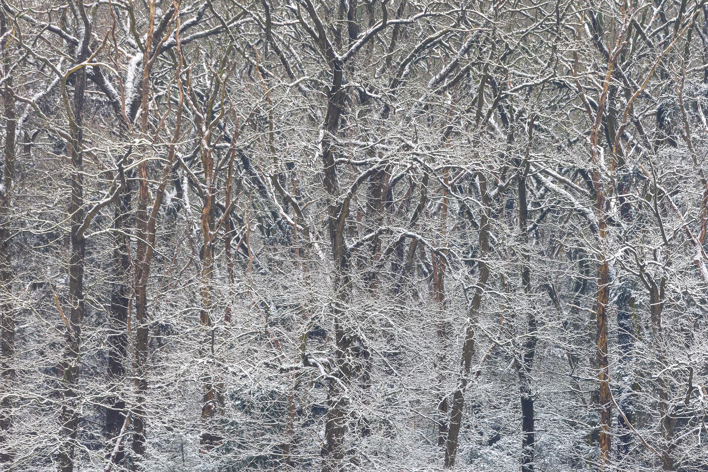 _MG_8152 Snowy structures small.jpg