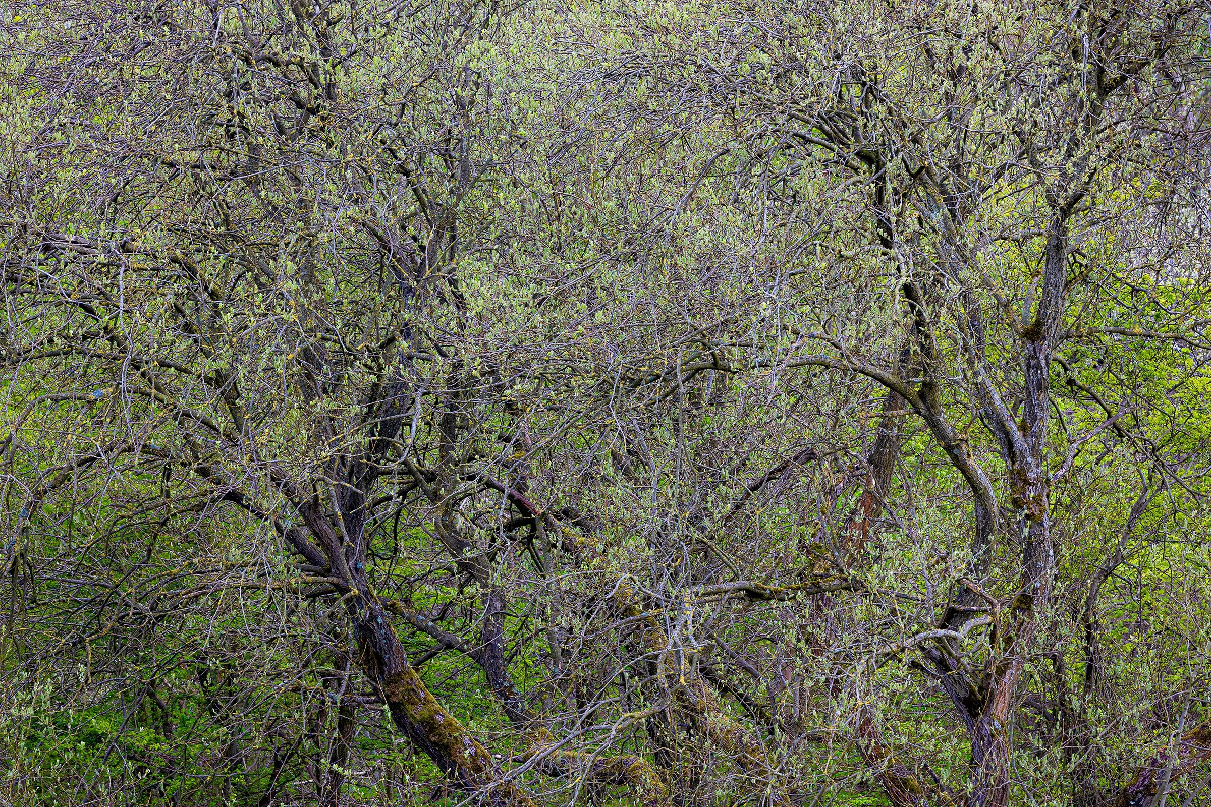 _MG_8504- spiderweb branches web.jpg