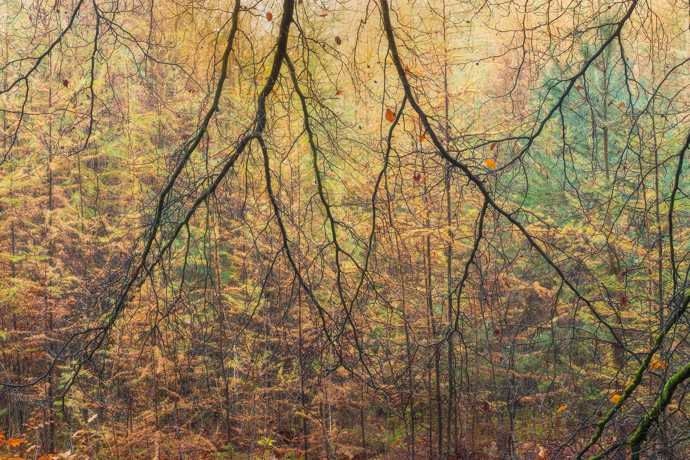 _MG_9679-Behind the branches web.jpg