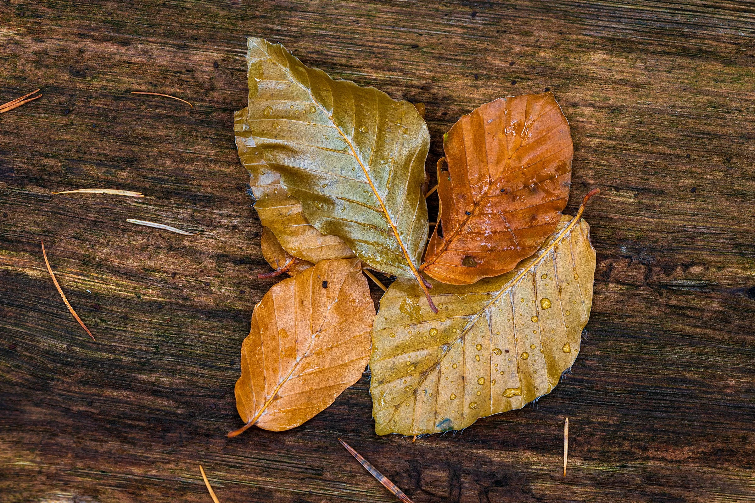 _MG_9632-Leaves collection on trunk web.jpg