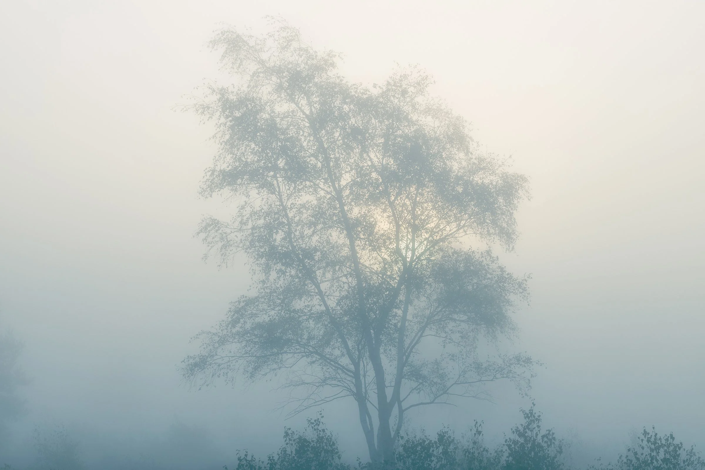 _MG_9414- Birch fog total web.jpg